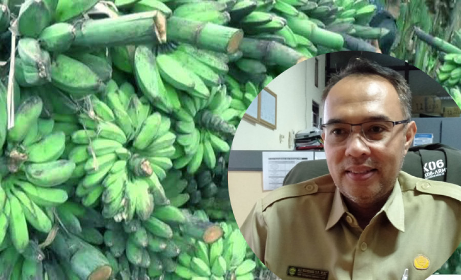 Pisang Kepok Komoditi Ekspor Baru yang Menjanjikan