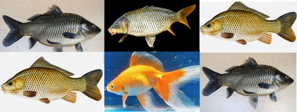 5 Jenis Ikan Yang Mudah Di Budidayakan