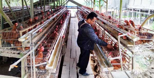 Peternak Ayam Petelur Di Balikpapan