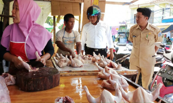 Busyet Harga Ayam Di Bontang Rp125 Ribu Per Ekor